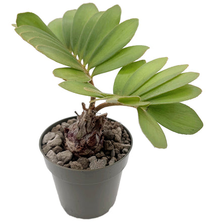 Zamia pumila - Kardinalpalme