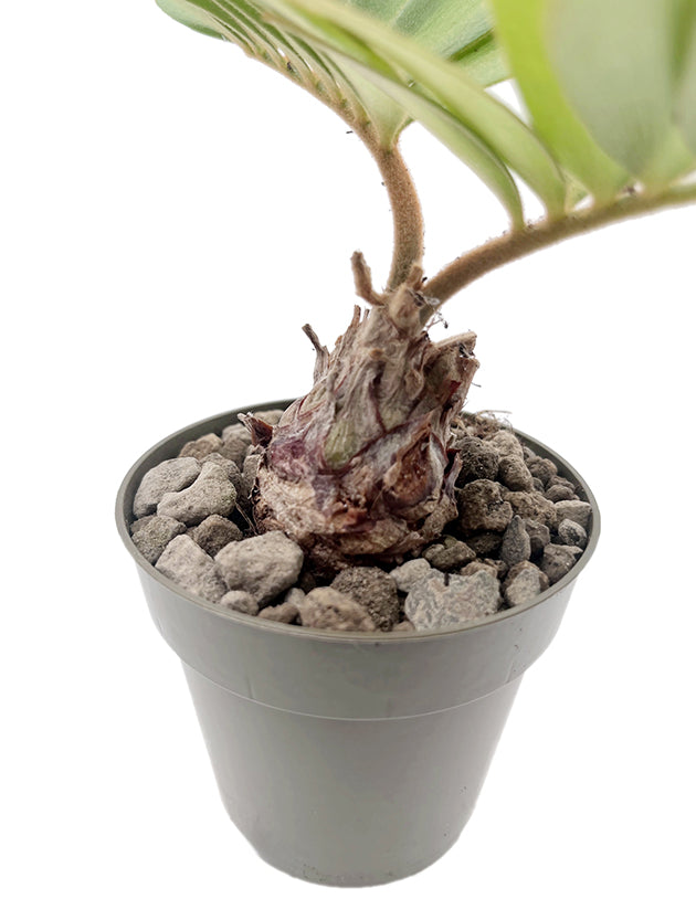 Zamia pumila - Kardinalpalme