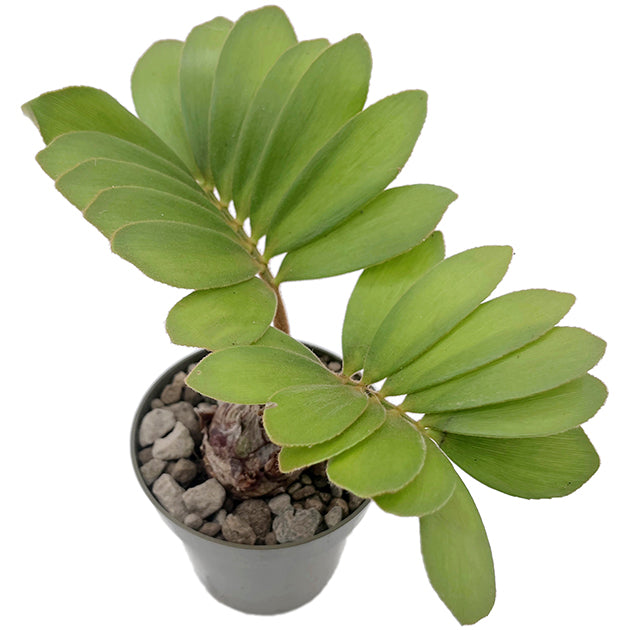 Zamia pumila - Kardinalpalme