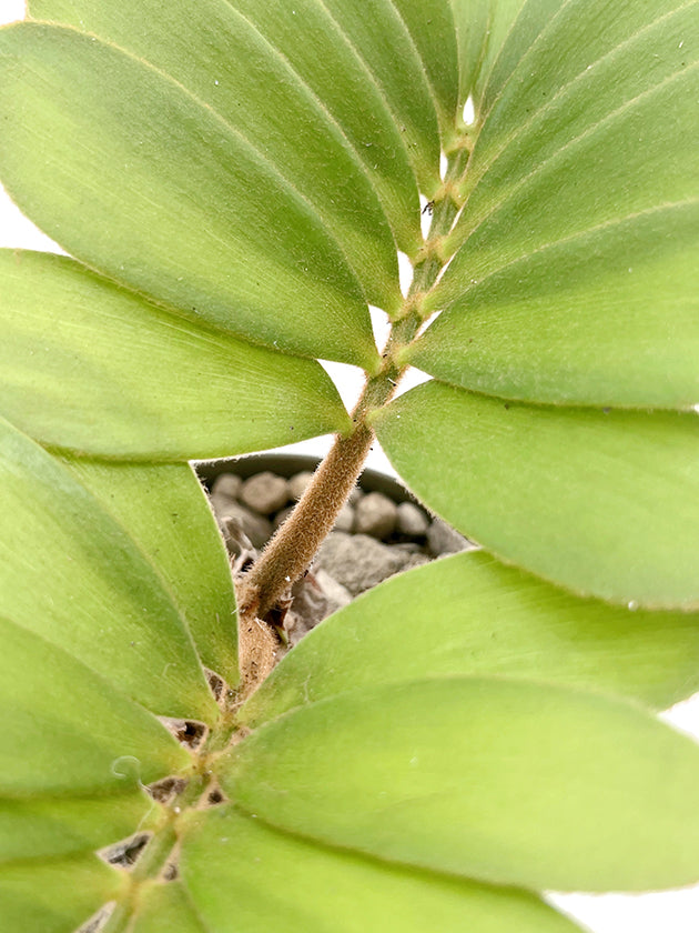 Zamia pumila - Kardinalpalme