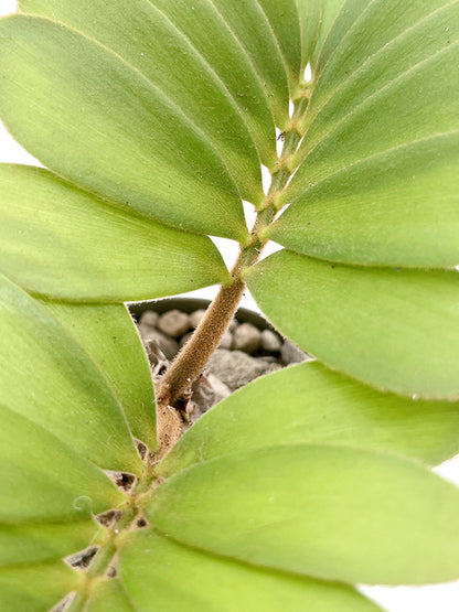 Zamia pumila - Kardinalpalme