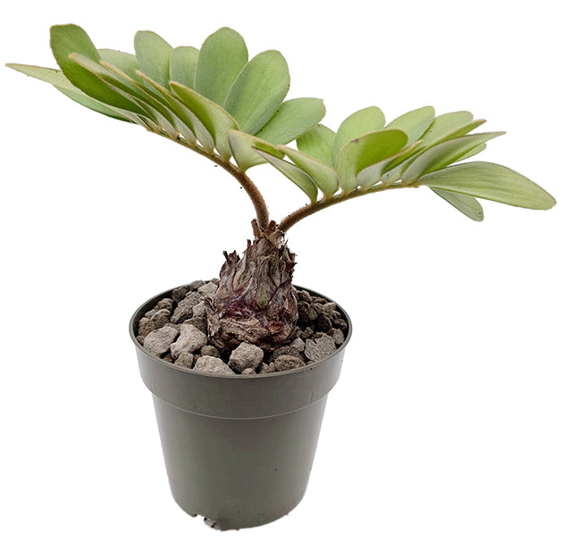 Zamia pumila - Kardinalpalme