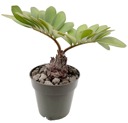 Zamia pumila - Kardinalpalme