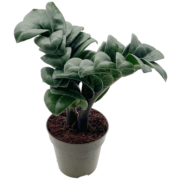 Zamioculcas zamiifolia ‘Zenzi’ - kompakte Sukkulente