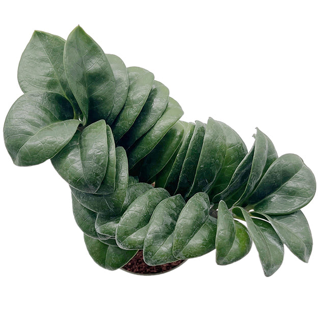 Zamioculcas zamiifolia ‘Zenzi’ - kompakte Sukkulente
