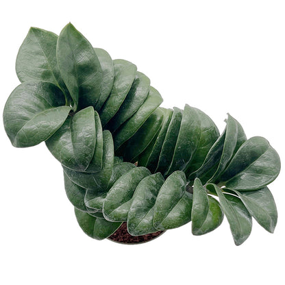Zamioculcas zamiifolia ‘Zenzi’ - kompakte Sukkulente