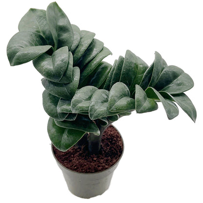 Zamioculcas zamiifolia ‘Zenzi’ - kompakte Sukkulente