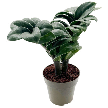 Zamioculcas zamiifolia ‘Zenzi’ - kompakte Sukkulente