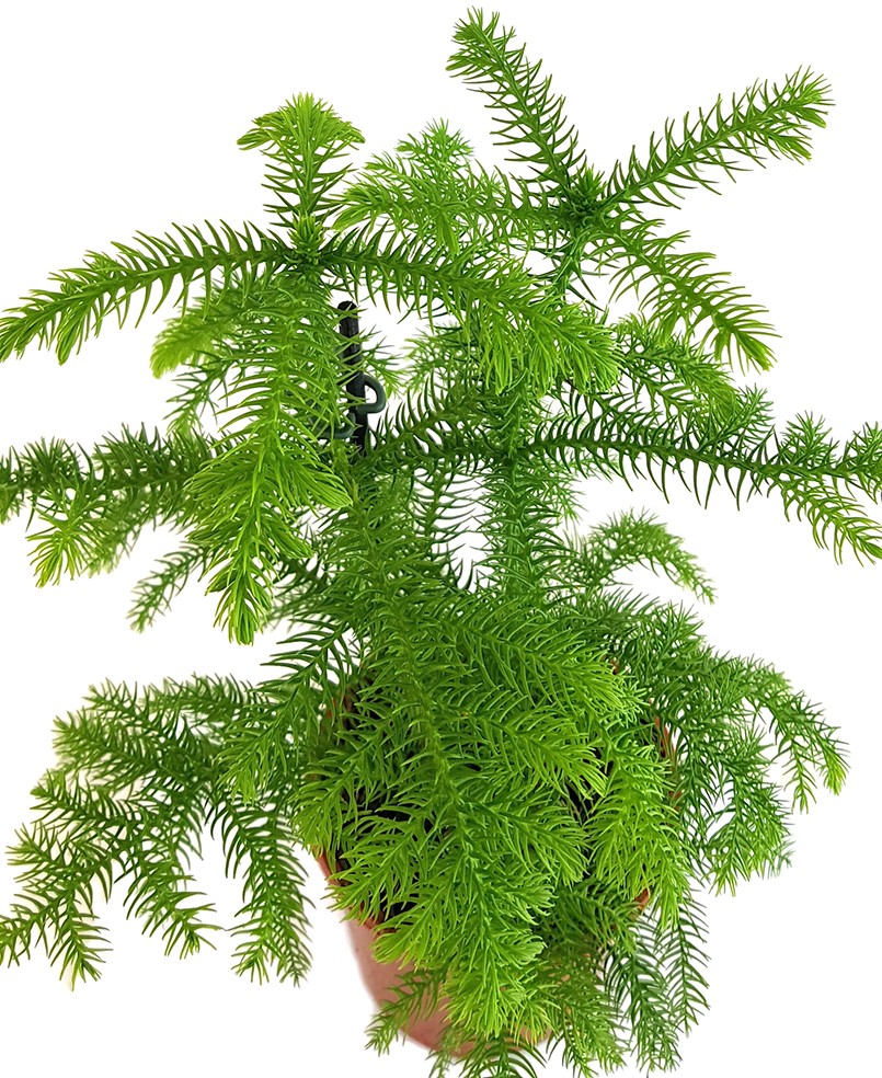 Araucaria heterophylla - immergrüne Zimmertanne