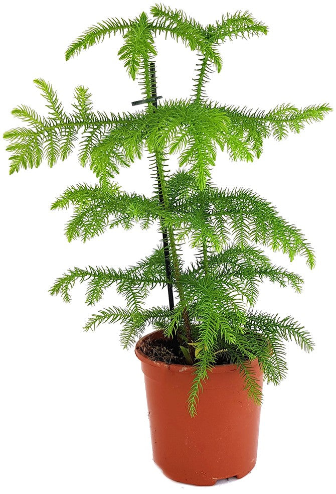 Araucaria heterophylla - immergrüne Zimmertanne