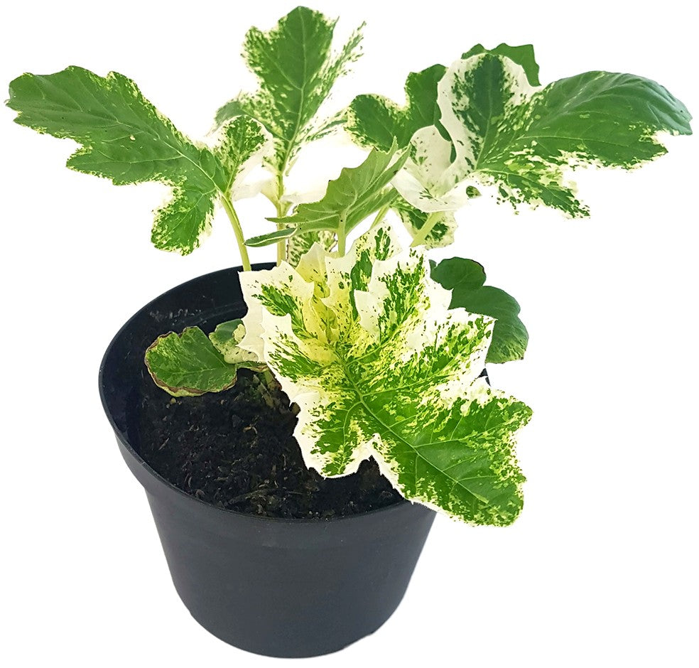 Acanthus mollis "Tasmanian Angel" - panaschierter Bärenklau