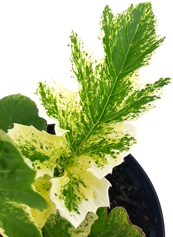 Acanthus mollis "Tasmanian Angel" - panaschierter Bärenklau
