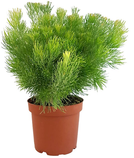 Adenanthos "Woolly Bush" - buschige Gartenpflanze