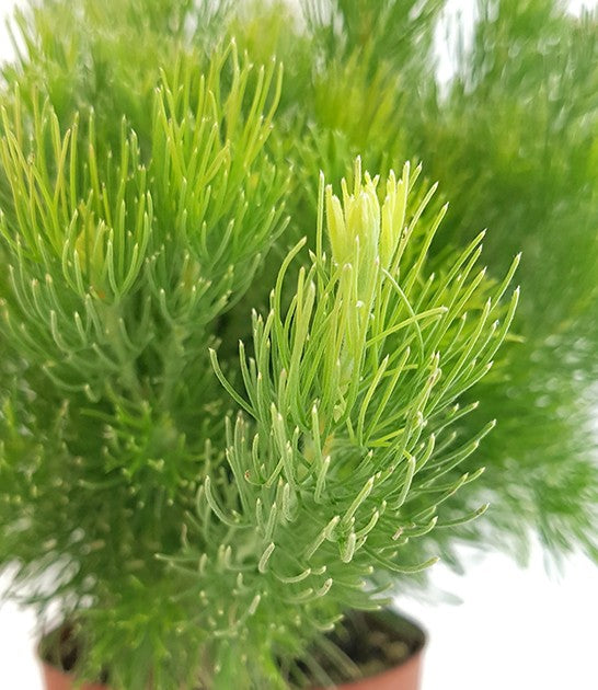 Adenanthos "Woolly Bush" - buschige Gartenpflanze