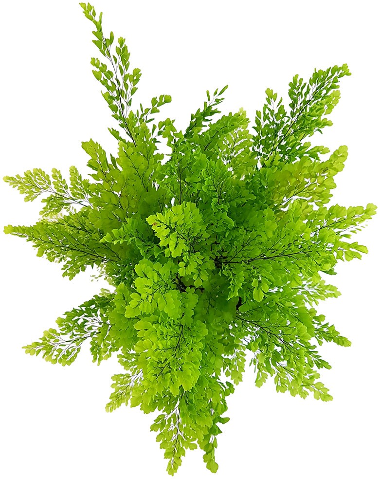 Adiantum raddianum - dreieckiger Frauenhaarfarn