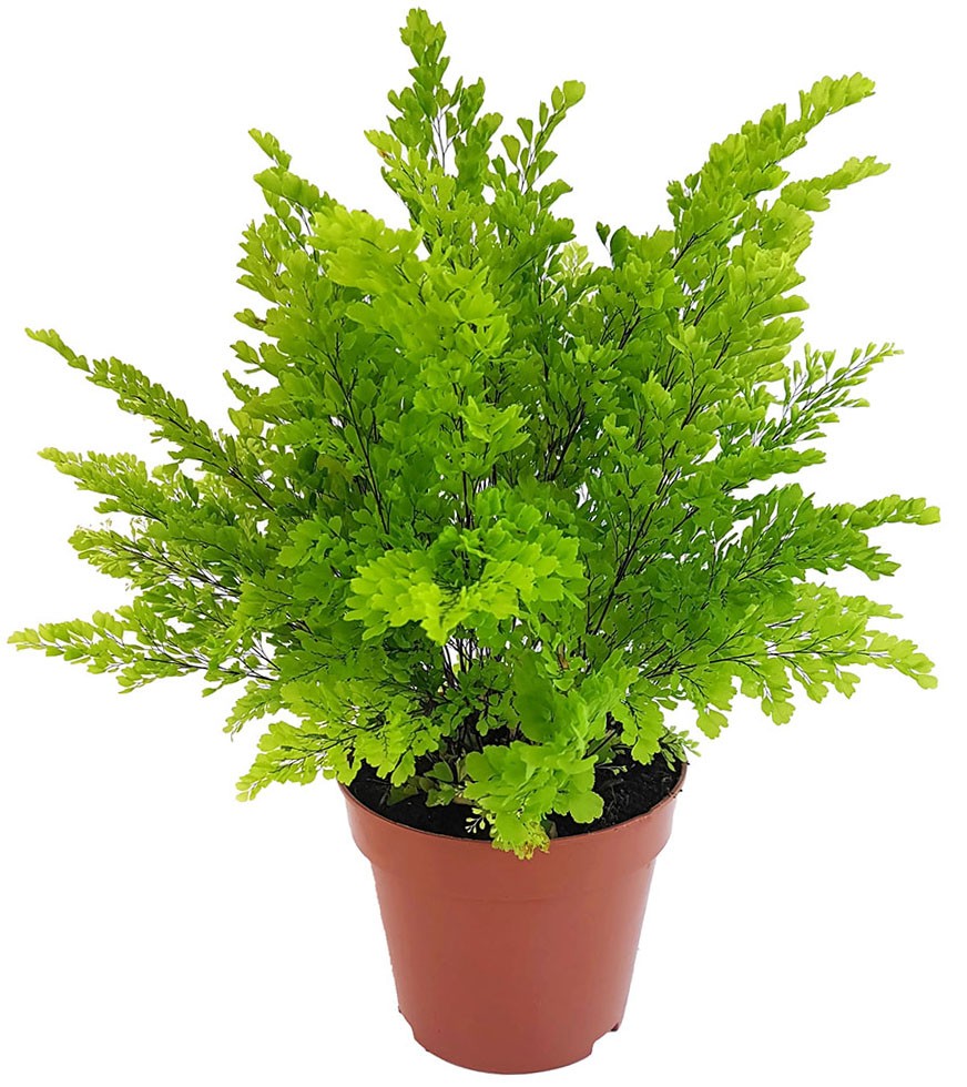 Adiantum raddianum - dreieckiger Frauenhaarfarn