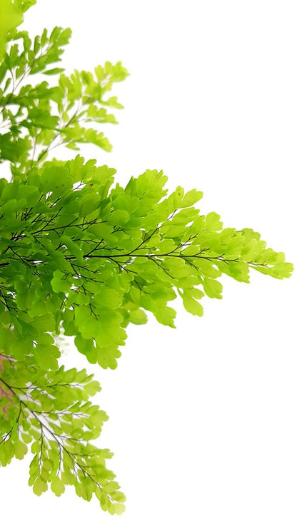 Adiantum raddianum - dreieckiger Frauenhaarfarn