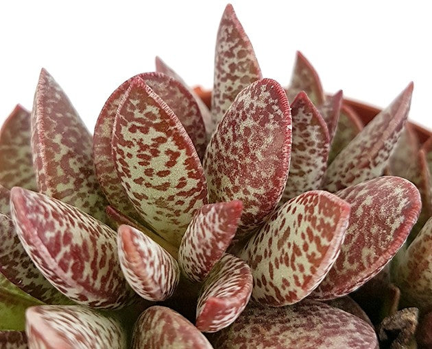 Adromischus "Calico Hearts" - dekoratives Dickblatt