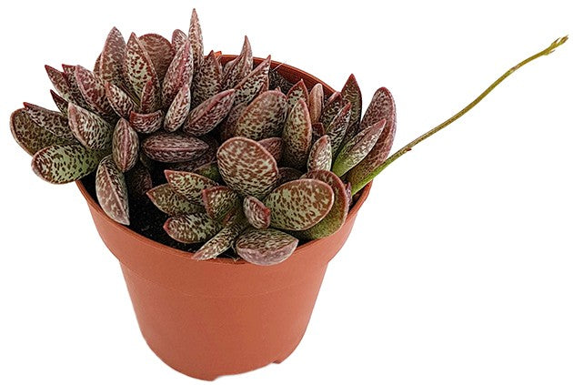 Adromischus "Calico Hearts" - dekoratives Dickblatt