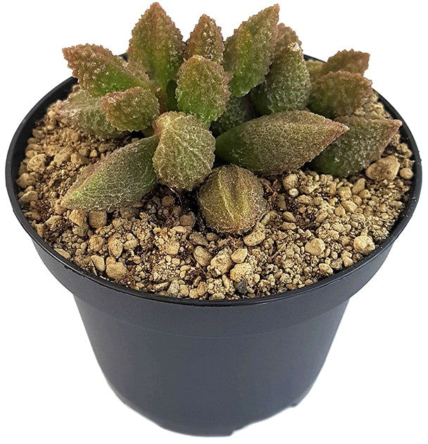 Adromischus marianae cv. &quot;Coffee Bean&quot; - Sukkulente