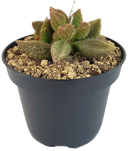 Adromischus marianae cv. &quot;Coffee Bean&quot; - Sukkulente