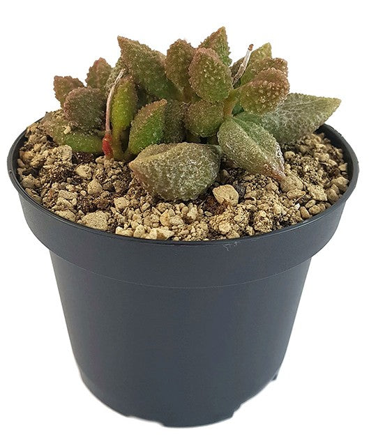 Adromischus marianae cv. &quot;Coffee Bean&quot; - Sukkulente