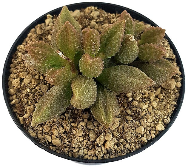 Adromischus marianae cv. &quot;Coffee Bean&quot; - Sukkulente