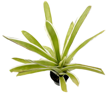 Aechmea gamosepala &quot;variegata&quot; - exotische Bromelie