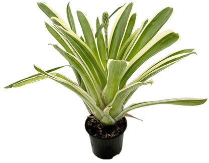 Aechmea gamosepala &quot;variegata&quot; - exotische Bromelie