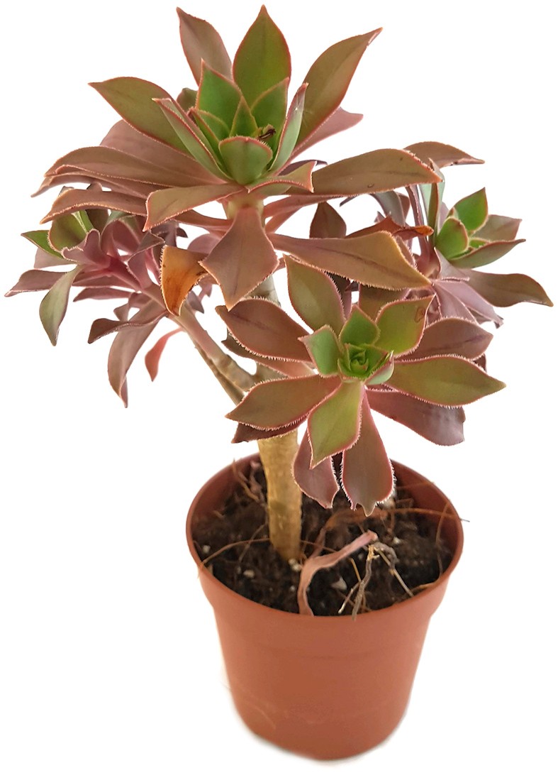 Aeonium leucoblepharum - Rosetten Dickblatt