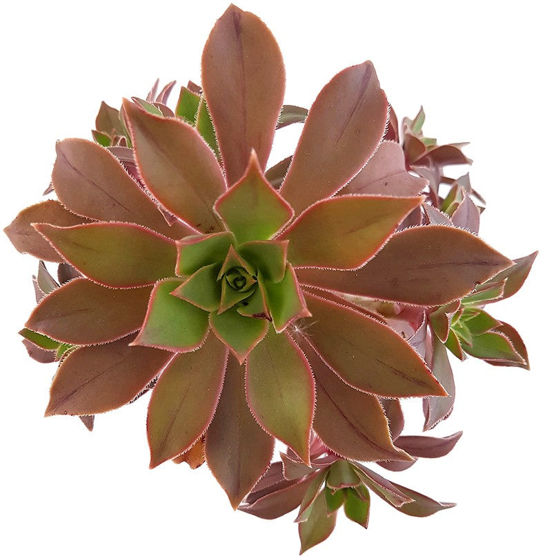 Aeonium leucoblepharum - Rosetten Dickblatt