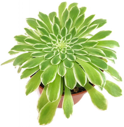 Aeonium &quot;Emerald Ice&quot; - Rossettendickblatt