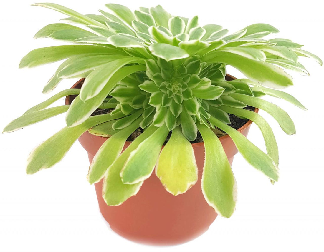 Aeonium "Emerald Ice" - Rossettendickblatt