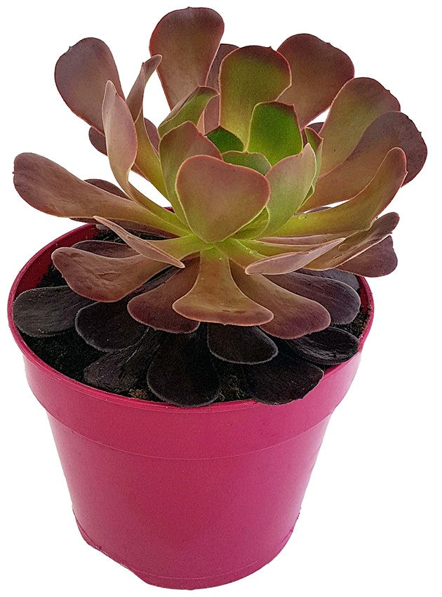 Aeonium &quot;Velour Short&quot; - kanarische Rose