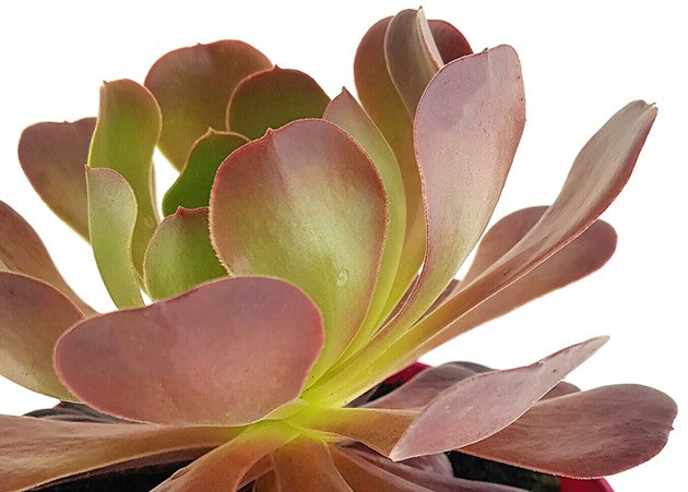 Aeonium &quot;Velour Short&quot; - kanarische Rose