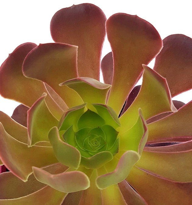 Aeonium &quot;Velour Short&quot; - kanarische Rose