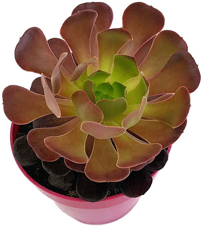 Aeonium &quot;Velour Short&quot; - kanarische Rose