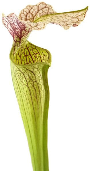 Sarracenia X Areolata &quot;Giant&quot; SX102 CA