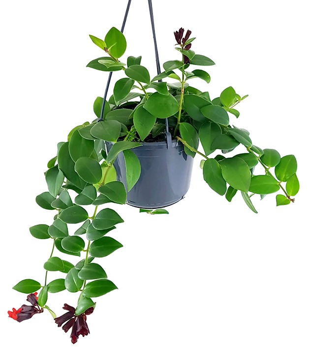 Aeschynanthus "Mona Lisa" - atemberaubende Schamblume