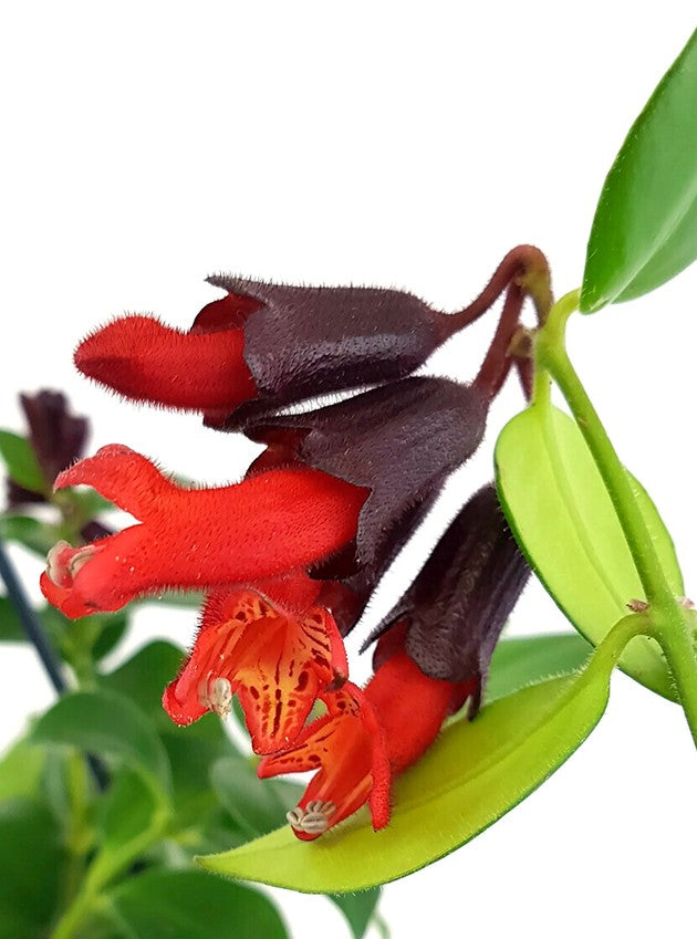 Aeschynanthus "Mona Lisa" - atemberaubende Schamblume