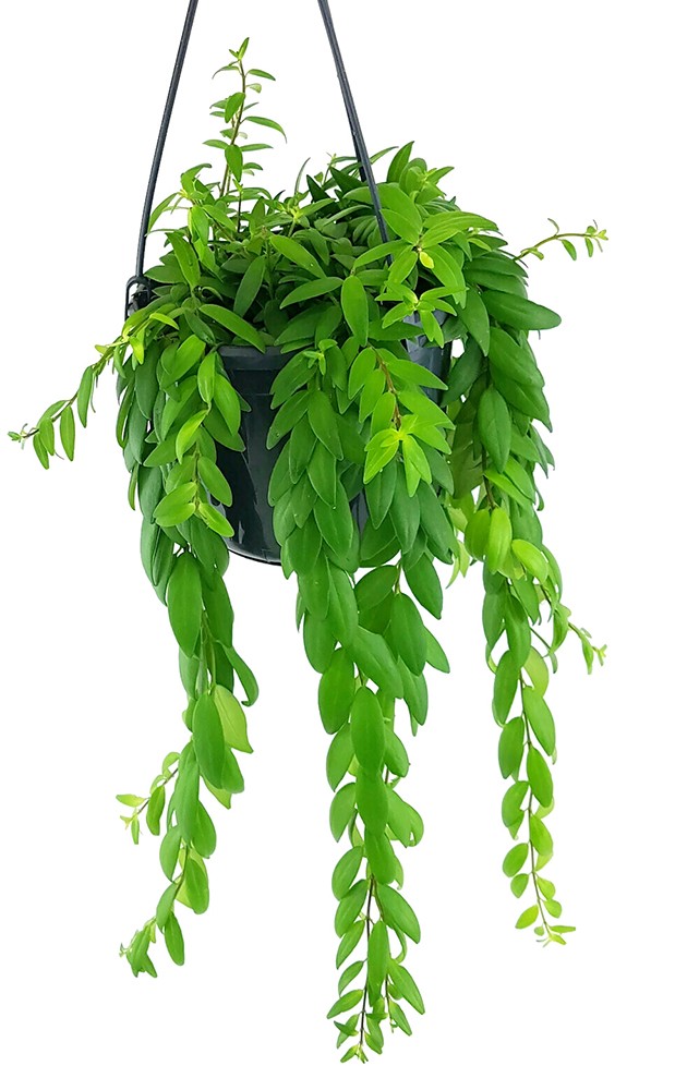 Aeschynanthus "japhrolepis" - elegante Schamblume