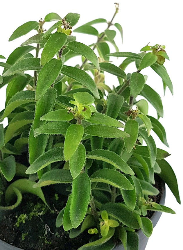 Aeschynanthus &quot;Twister&quot; - gedrehte Schamblume