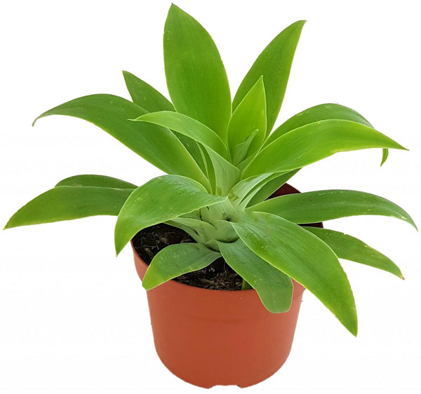 drachenbaum-agave Agave attenuata