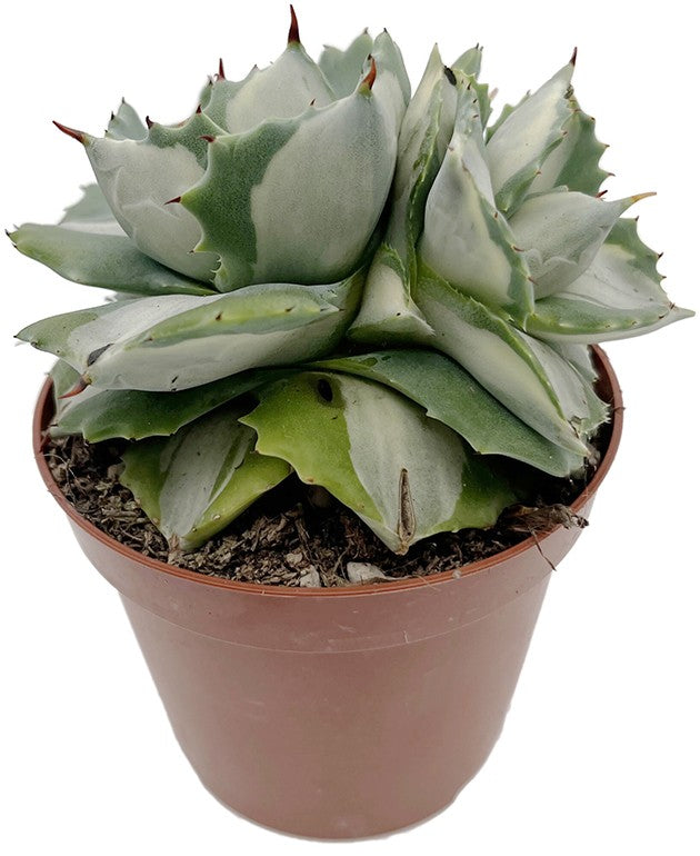 Agave isthmensis f. mediopicta alba - variegate Sukkulente