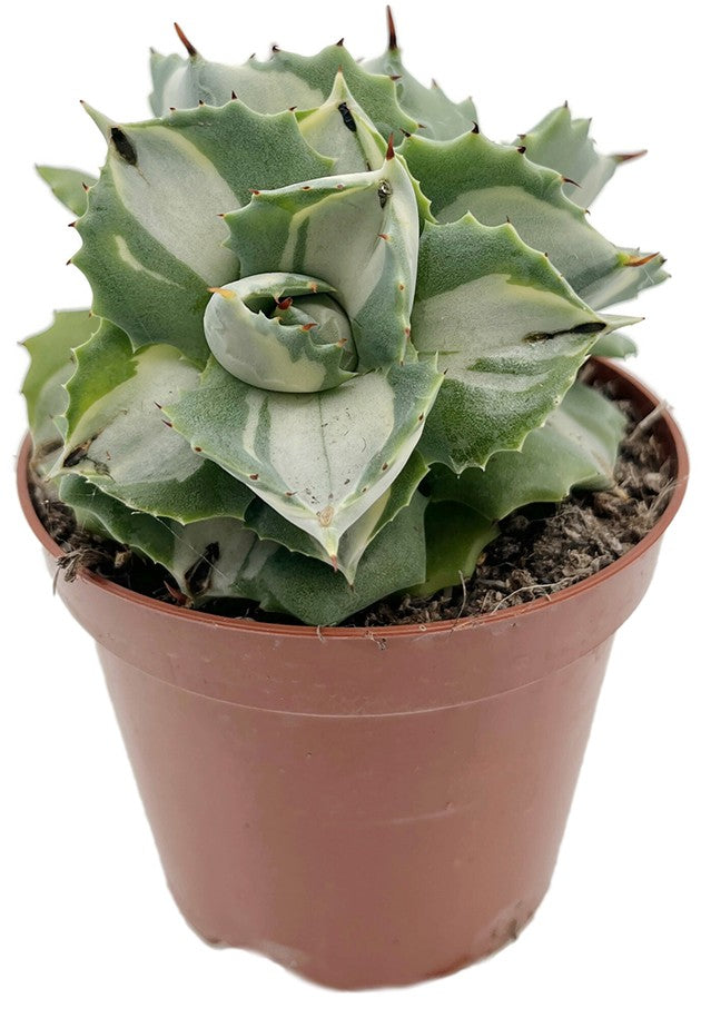 Agave isthmensis f. mediopicta alba - variegate Sukkulente