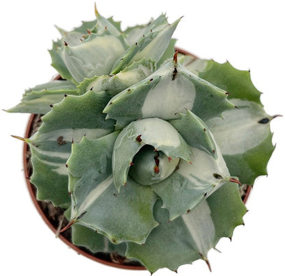 Agave isthmensis f. mediopicta alba - variegate Sukkulente