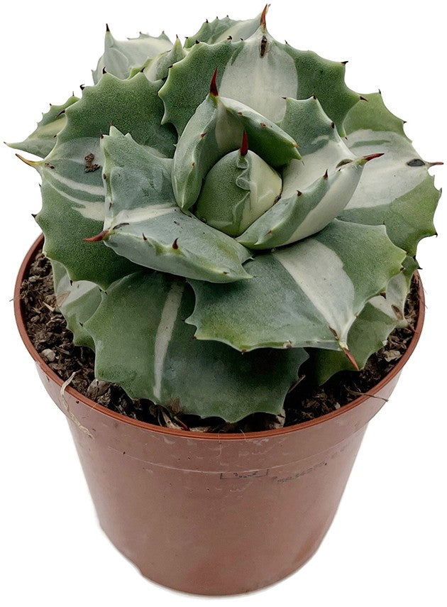 Agave isthmensis f. mediopicta alba - variegate Sukkulente