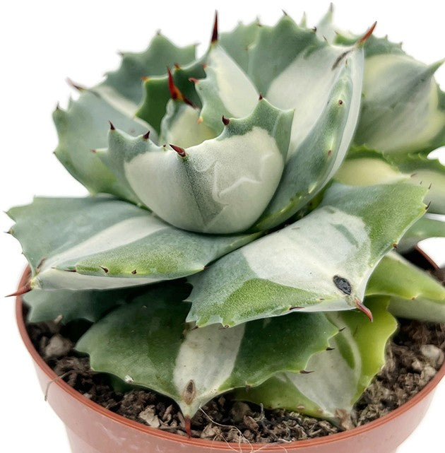 Agave isthmensis f. mediopicta alba - variegate Sukkulente