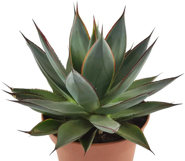 Agave "Shaka Zulu" - Sukkulente  Fangblatt GmbH