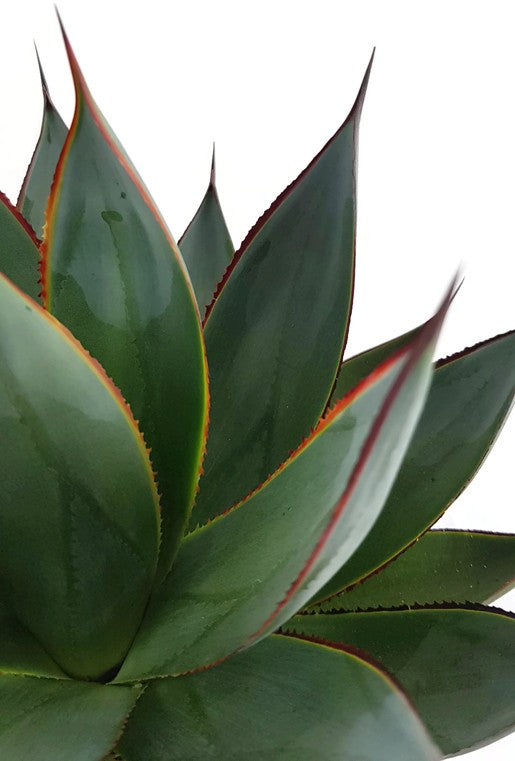 Agave &quot;Shaka Zulu&quot; - Sukkulente